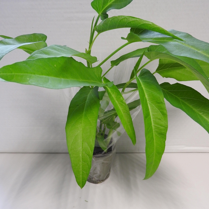 <h4>Vietnamese Waterspinazie P9</h4>