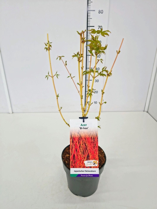 <h4>Acer palmatum</h4>