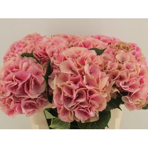HYDR M ROYAL LOVE
