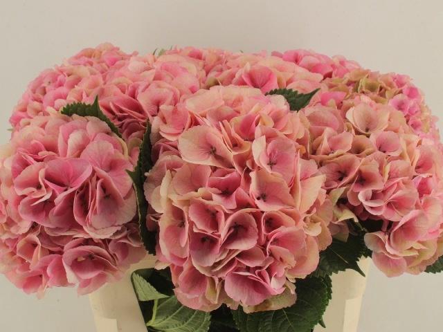 <h4>HYDR M ROYAL LOVE</h4>