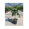 Citrus hystrix