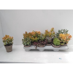 Crassula Mixed 10Ø 20cm