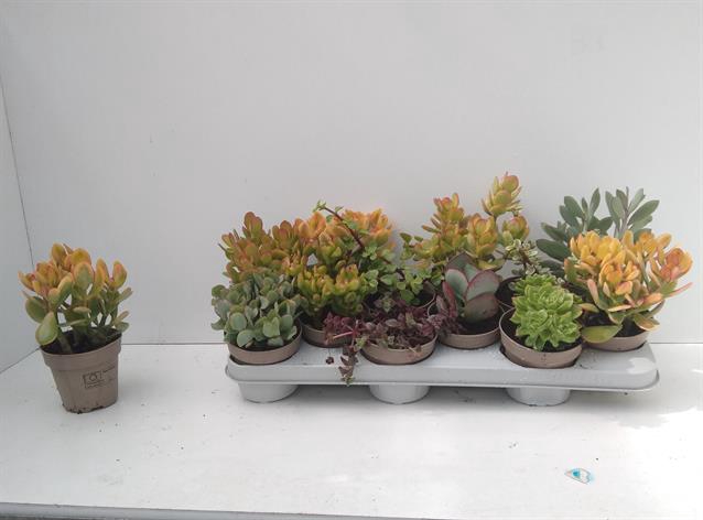 Crassula Mixed 10Ø 20cm