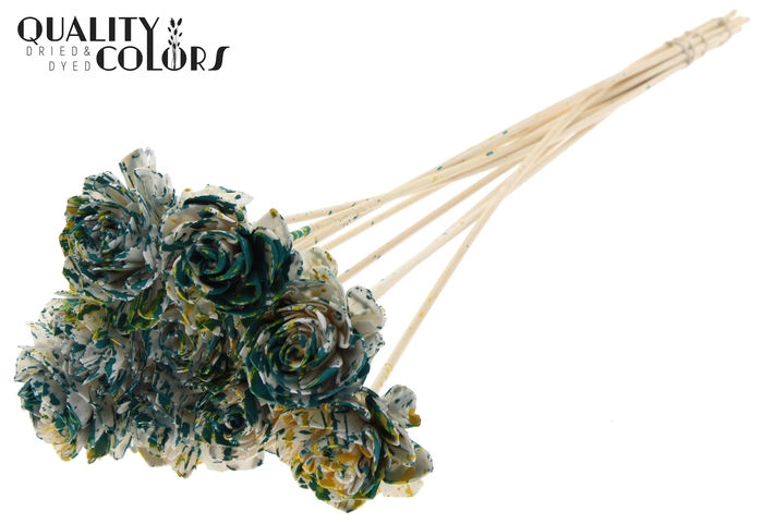 Shola Dahlia  6cm on stem Multicolour Green/Yellow