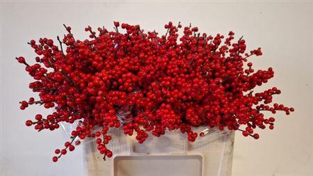 <h4>Ilex Ve Rode Bes</h4>