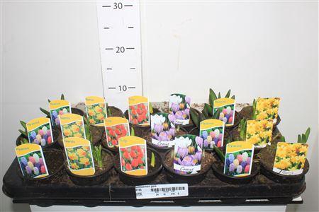 <h4>Bolbloemen Gem</h4>
