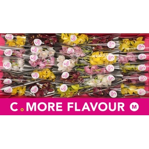 Mini cymbidium 'Mix 30' cm