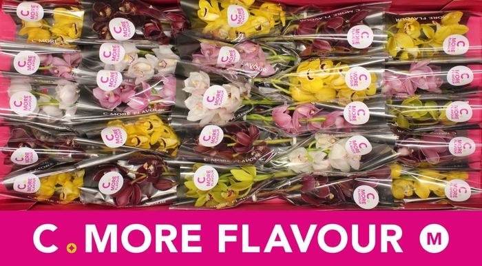 <h4>Mini cymbidium 'Mix 30' cm</h4>