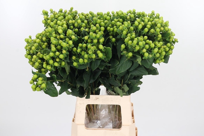 <h4>Hyp Mag Green</h4>
