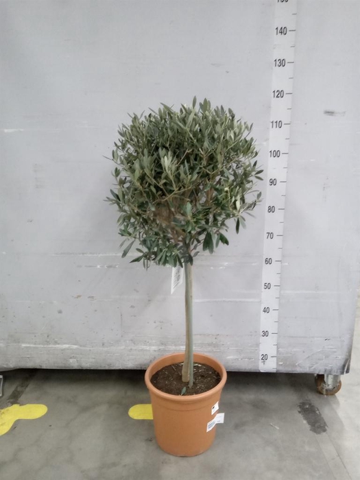 <h4>Olea europaea</h4>