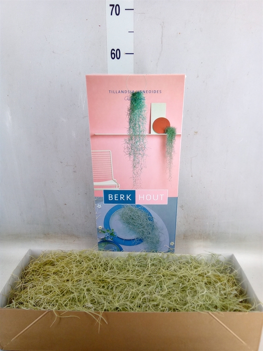 <h4>Tillandsia usneoides</h4>