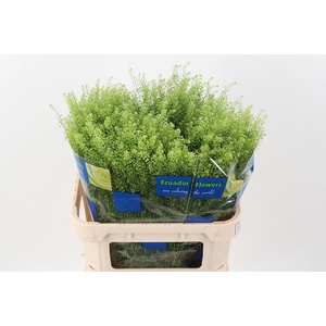 Thlaspi Green Bell ECU