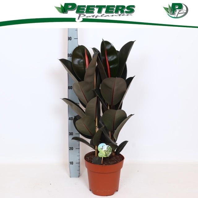 <h4>FIC EL ABIDJAN</h4>