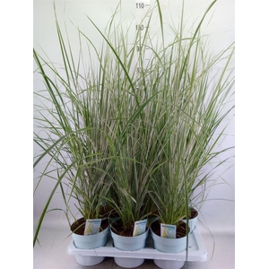 Calamagrostis acutifl. 'Overdam'