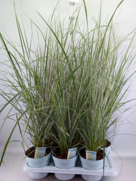 <h4>Calamagrostis acutifl. 'Overdam'</h4>