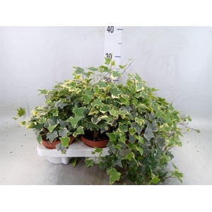 Hedera helix 'Eva'