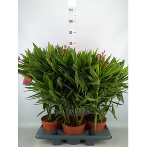 Nerium oleander   ...
