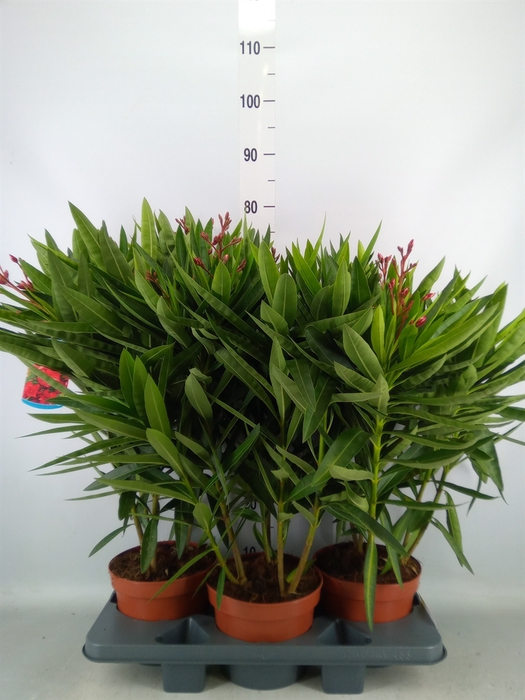 <h4>Nerium oleander   ...</h4>