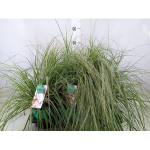Carex oshimensis 'Everest'