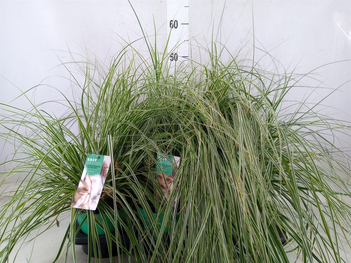 <h4>Carex oshimensis 'Everest'</h4>