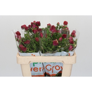 Ranunculus Magical Raspberry