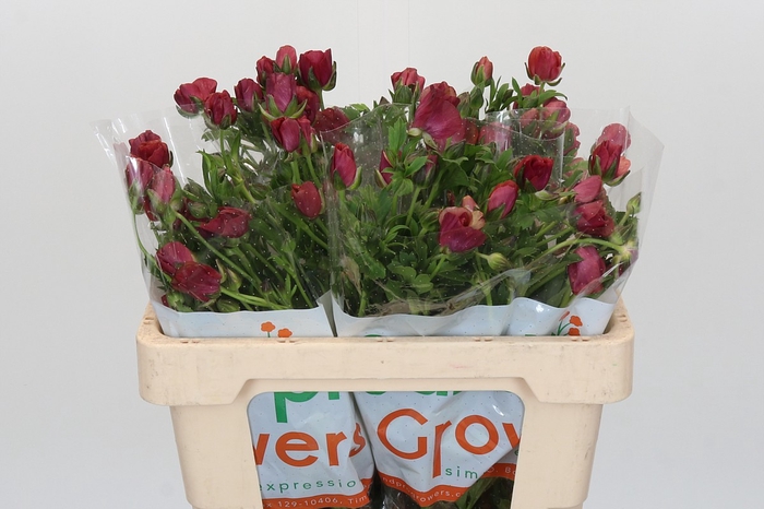 <h4>Ranunculus Magical Raspberry</h4>
