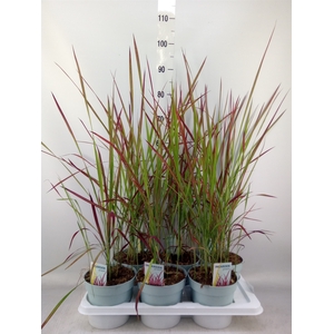 Imperata cylindrica 'Red Baron'