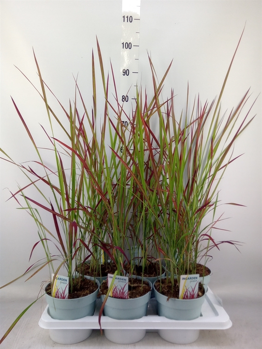 <h4>Imperata cylindrica 'Red Baron'</h4>