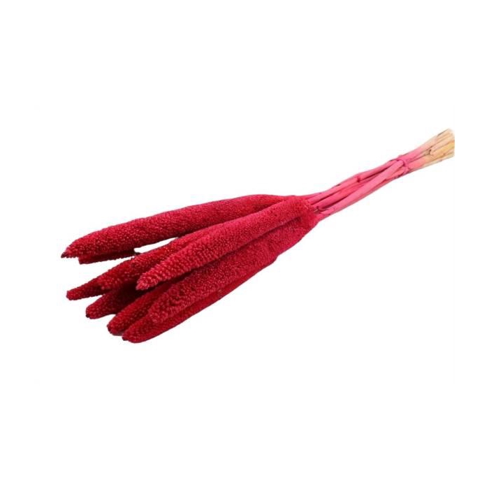 <h4>Bunch Babala 10pcs Sleeved L-65</h4>