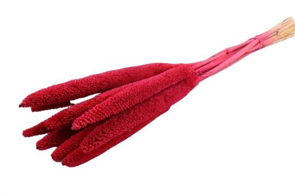 Bunch Babala 10pcs Sleeved L-65