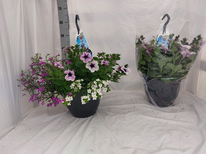 <h4>HANGING BASKETS</h4>