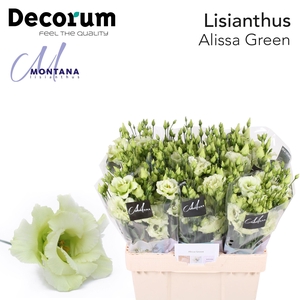 Lisianthus Alissa green 60cm