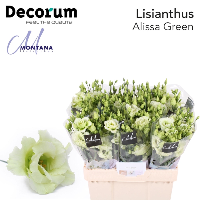 <h4>Lisianthus Alissa green 60cm</h4>