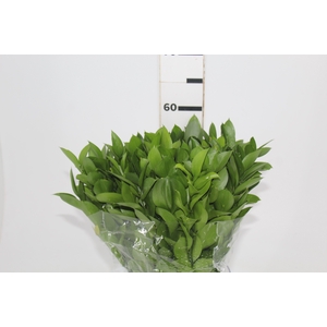FOLHAGEM RUSCUS 050 CM