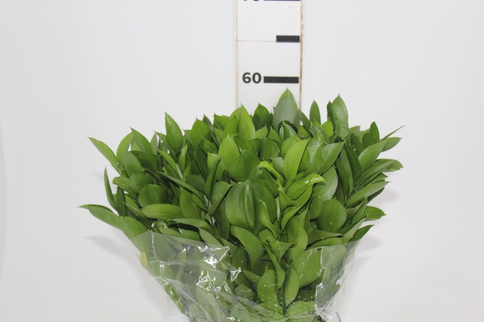 <h4>FOLHAGEM RUSCUS 050 CM</h4>