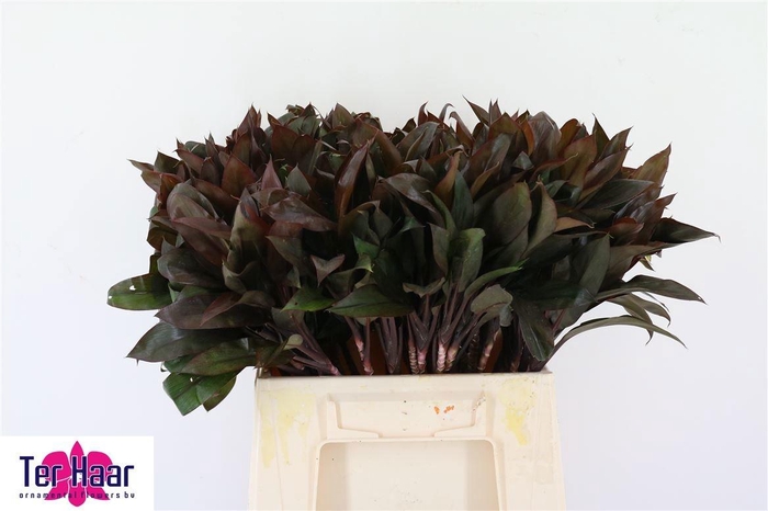 <h4>DRAC FR COMPACTA</h4>