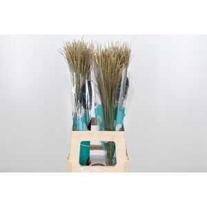 Misc Sin White Cloud