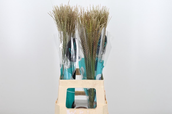 <h4>Misc Sin White Cloud</h4>