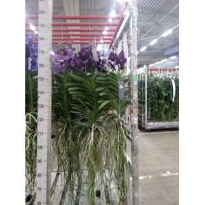 Vanda hybrids