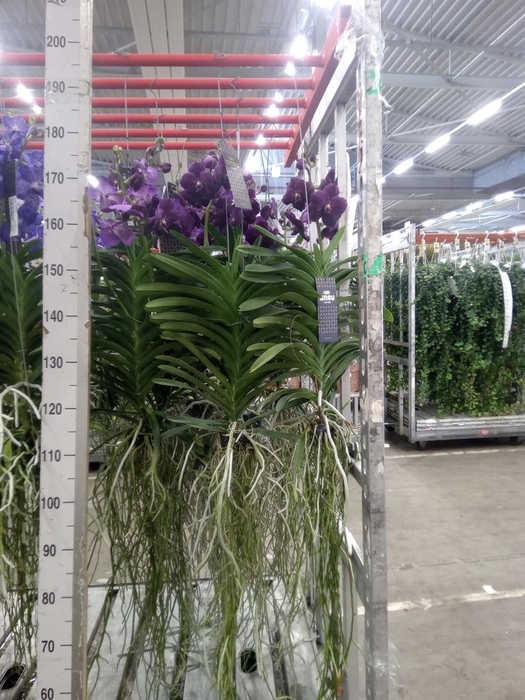 <h4>Vanda hybrids</h4>