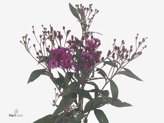 Vernonia Crinita