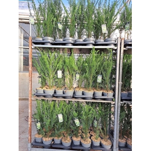 Taxus baccata - C2