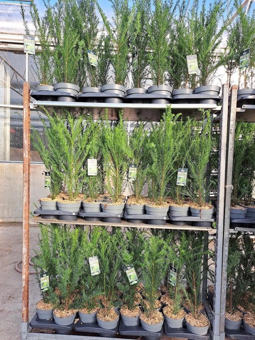 <h4>Taxus baccata - C2</h4>