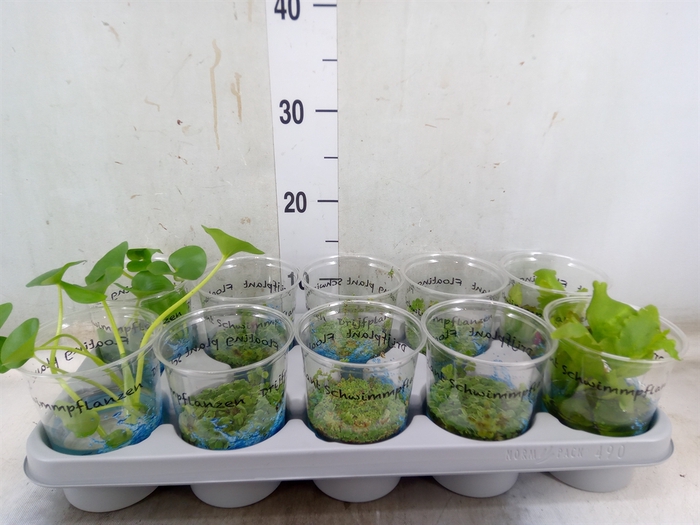 <h4>Drijfplanten   ...mix</h4>