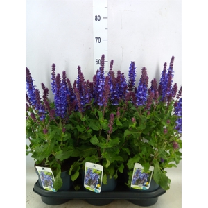 Salvia sylvestris 'Blue Marvel'