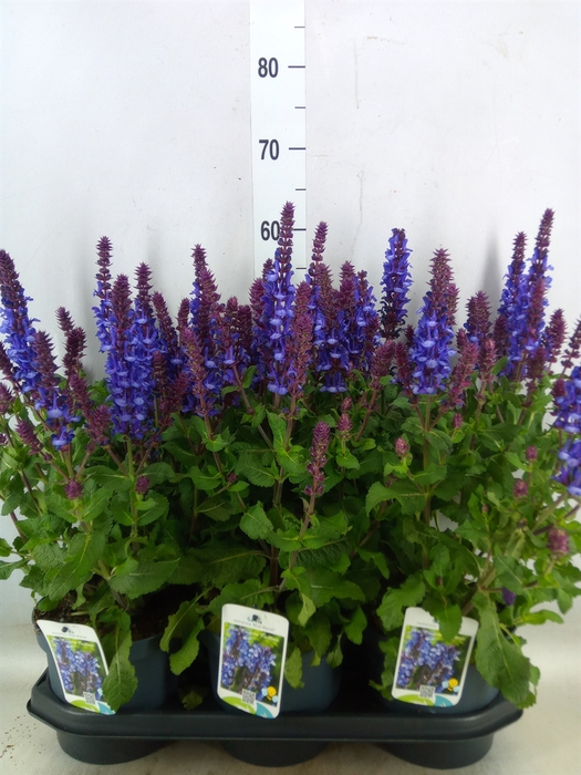<h4>Salvia sylvestris 'Blue Marvel'</h4>