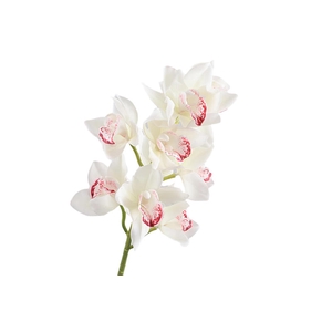 Cymbidium Orchid Cream