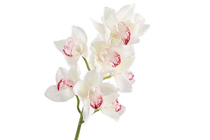 <h4>Cymbidium Orchid Cream</h4>