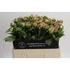 Paeonia Coco Chiffon