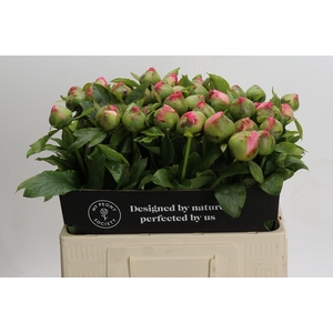 Paeonia Coco Chiffon